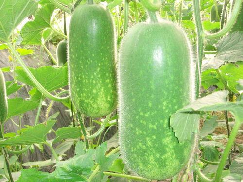 政法系吃瓜,揭秘校园吃瓜背后的真相