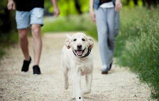 遛狗吃瓜现场视频,欢乐现场一幕