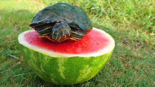 乌龟可以吃瓜吗,探索乌龟吃瓜的奥秘